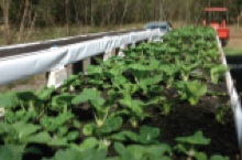 Aquaponics at Waimanalo Research Station